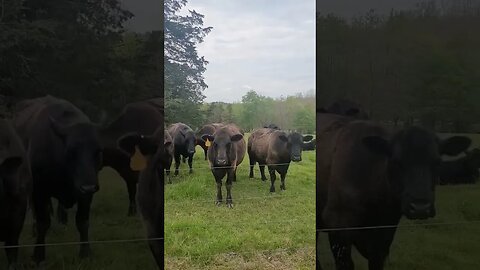 Hanging with the cows