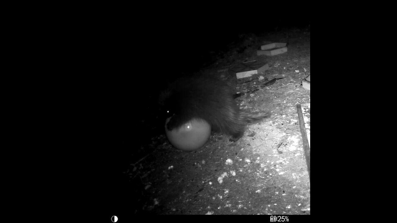 Baby Porcupine Chasing Ball Down Hill