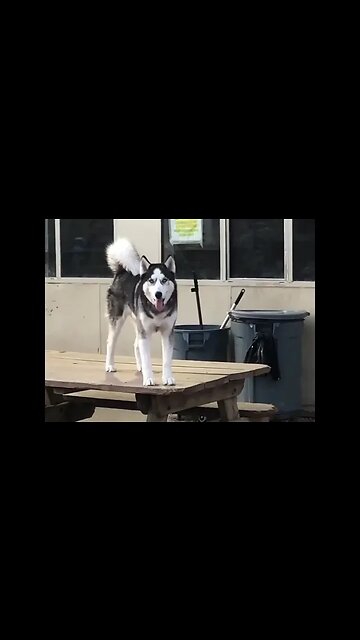 The Life of B - The Husky Bros [#instagram #theBACarchive]