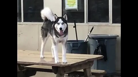 The Life of B - The Husky Bros [#instagram #theBACarchive]