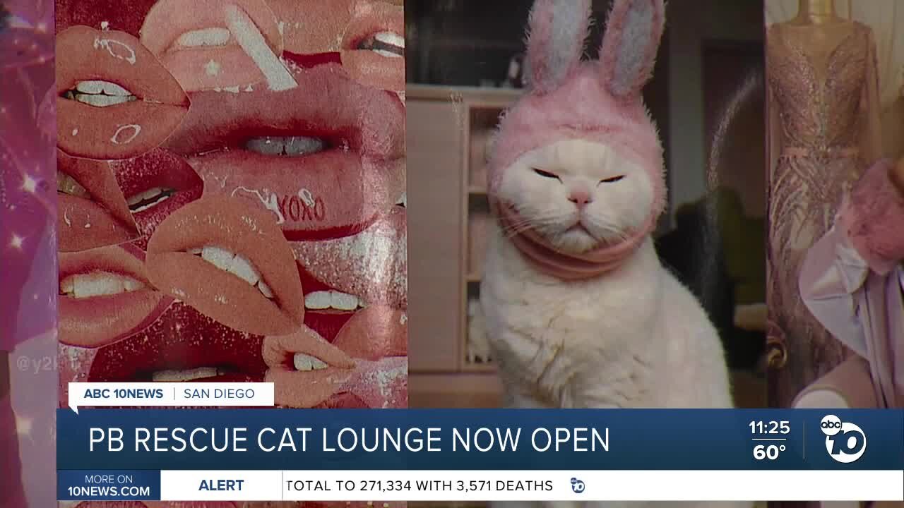 Pacific Beach rescue cat lounge now open