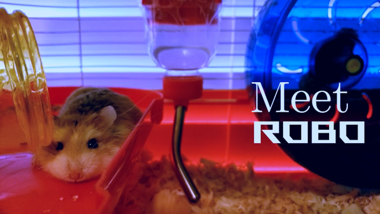 Meet Robo, the Tiniest Little Hamster