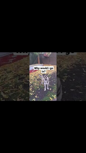 Husky Mixs Be Like..... #shorts #shepsky #huskymix