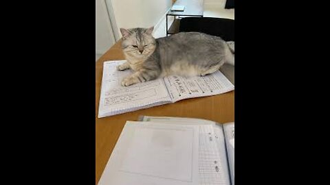 cat is getting the answers for the test - very smart -