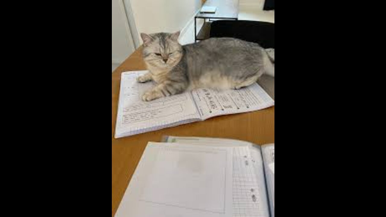 cat is getting the answers for the test - very smart -