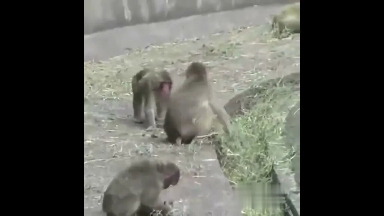 Funny Video 2023 05 07 22 25 12 Episode 01