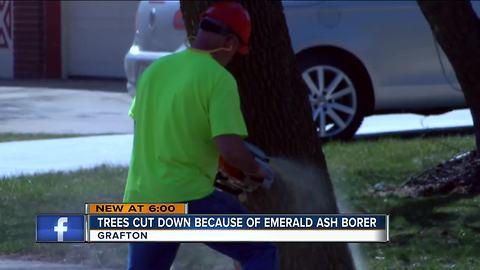 Trees cut down due to emerald ash borer