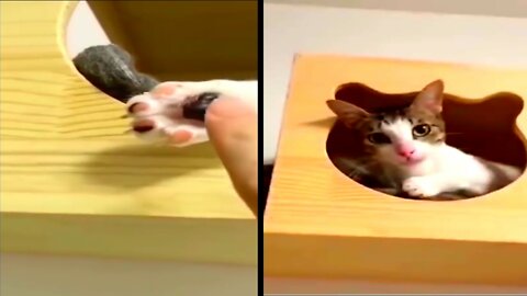 Cat Slapped Hard, This Cat is Very Angry