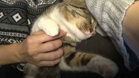 Kitten Purrs in My Arms