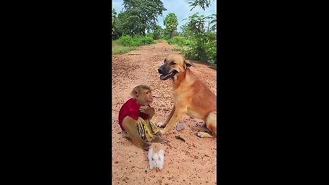 Unexpected video! Sok yaa found rank throwing rabbit #shorts.