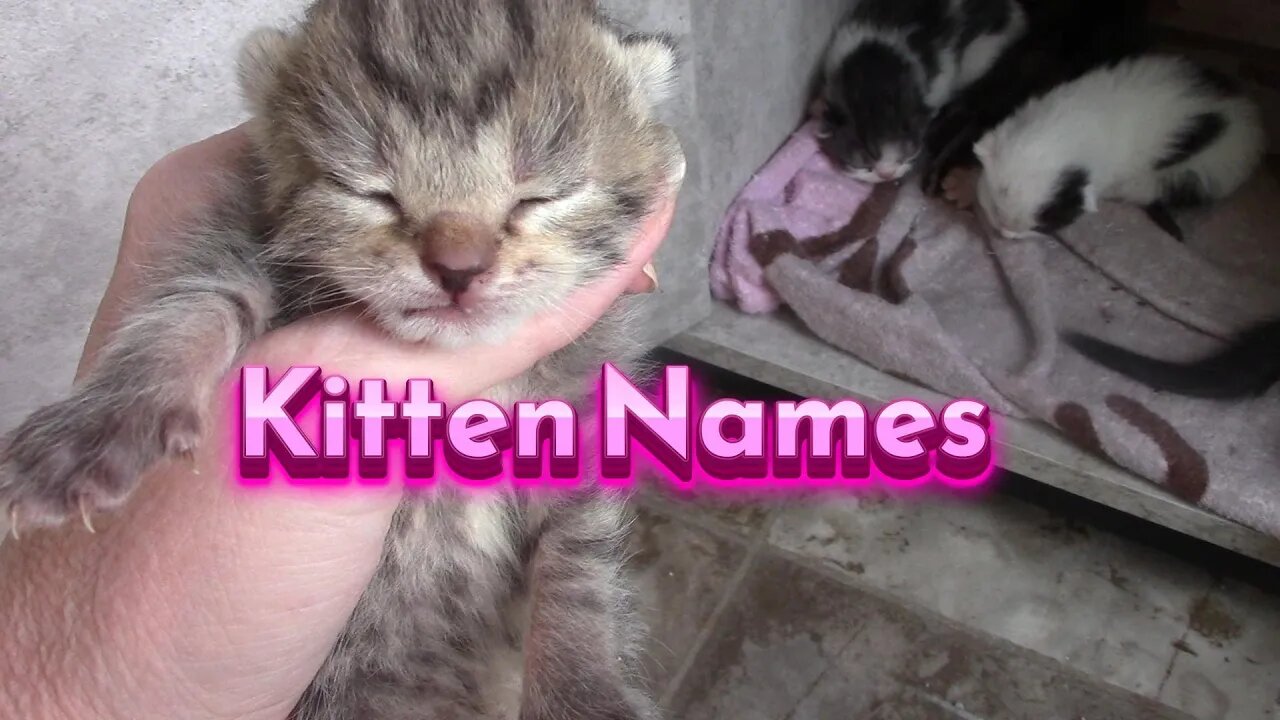 Emily's Kittens Have Names 😻