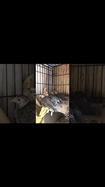 4 baby Guinea fowl all in a row - 5 weeks old