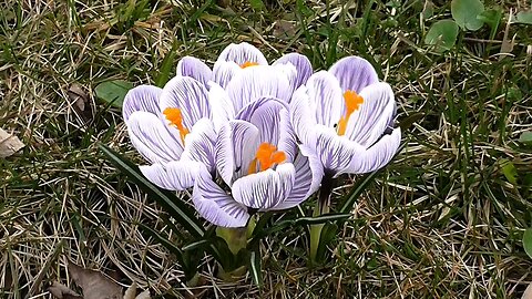 "Crocus vernus: Nature's Early Blooming Delight"