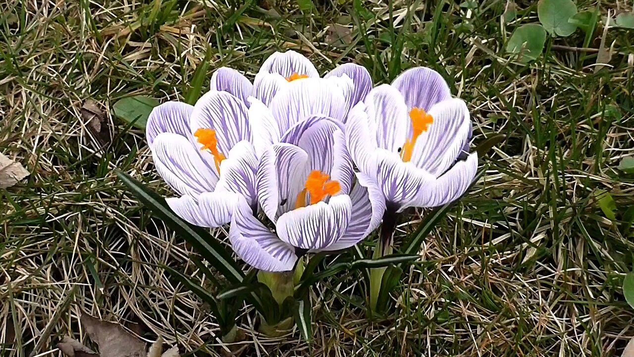"Crocus vernus: Nature's Early Blooming Delight"