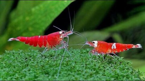 beautiful shrimp