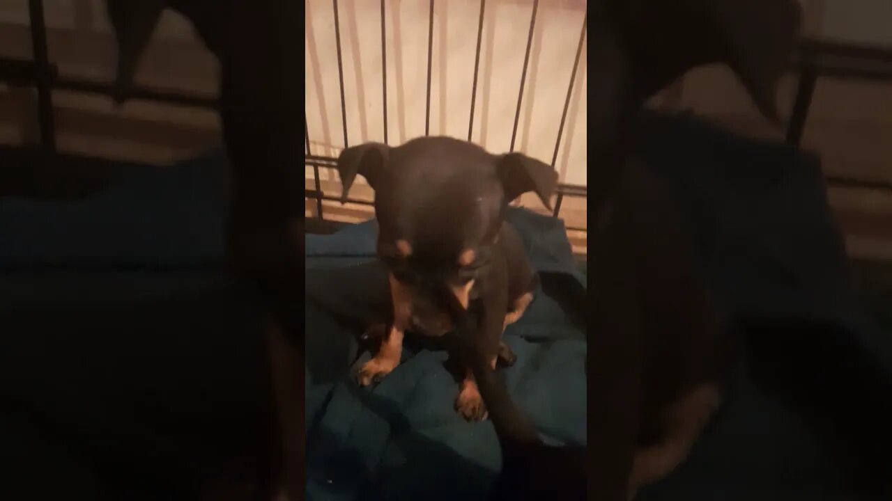 miniature pinscher puppy update