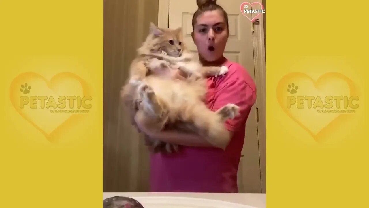 Cats Being JERKS! Savage Cats Attacking People Compilation PETASTIC 🐾 2