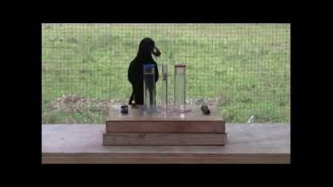 Causal understanding of water displacement by a crow