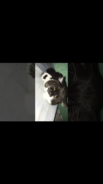 #oreo #max #milo #leo