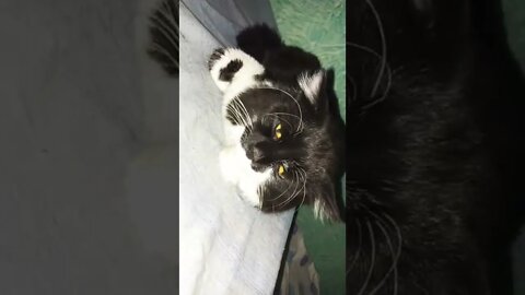 #oreo #max #milo #leo