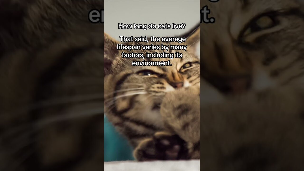 Copernicus the cat and his needs.