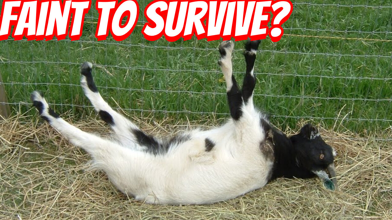 The reason Why Fainting Goat Exist!