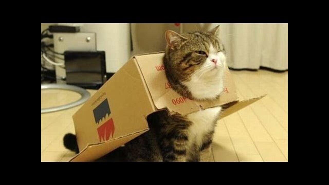 Funny Cat Videos