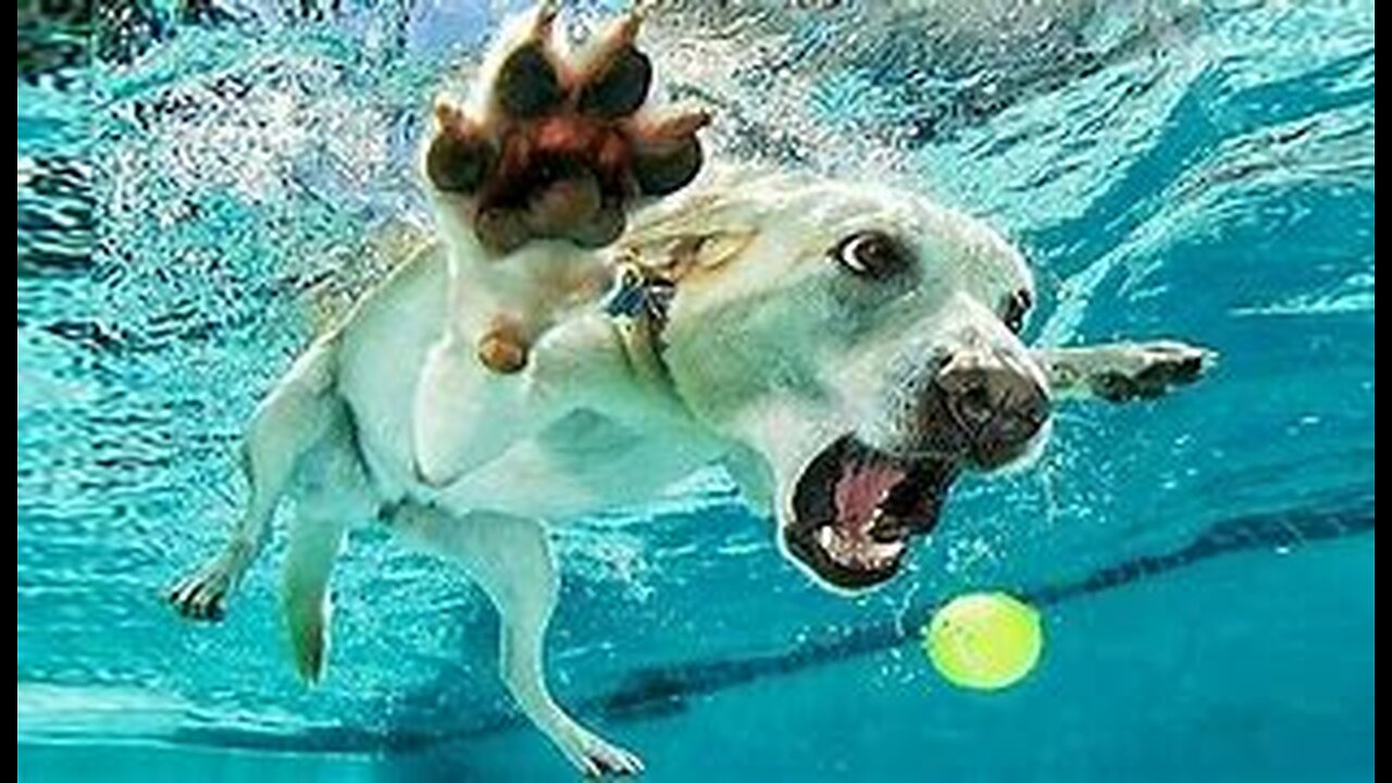 Funny Animal Videos 🥰 - 2023 Funniest Dogs and Cats Videos 😁