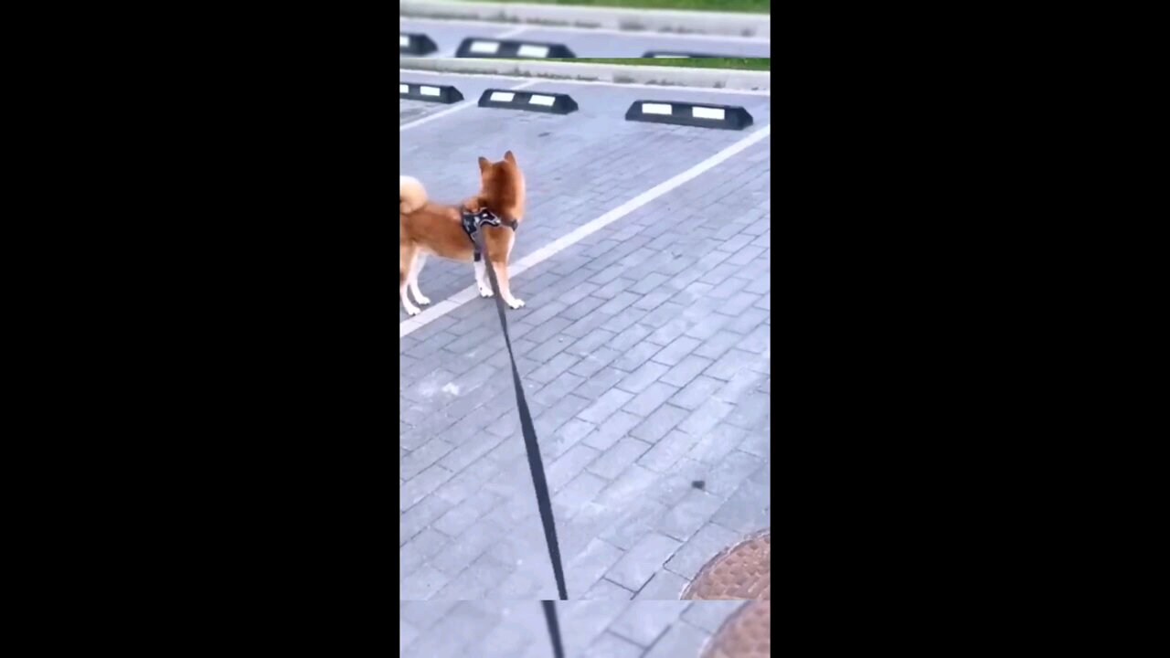 Funny and Cute videos Animals (part 2)