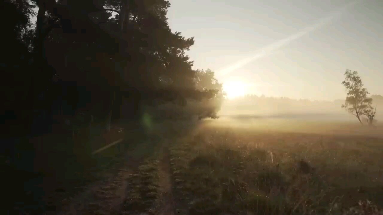 Natural landscape video/Forest/Wildlife/sunrise