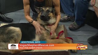 PICK OF THE LITTER: Darby