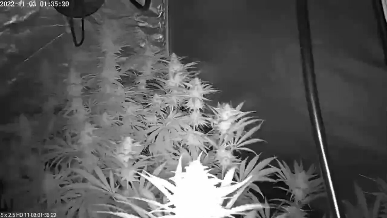 TIMELAPSE - Wake and Bake Collection - Pure Breeding - KLC and BC - full grow