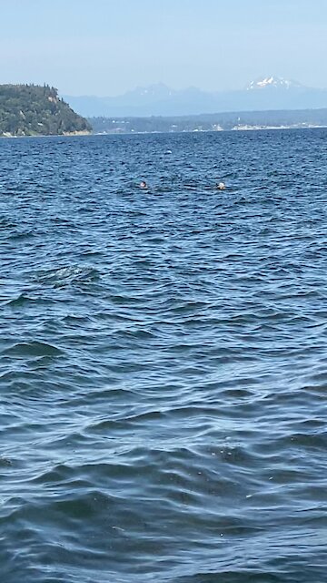 Whidbey island daredevils!