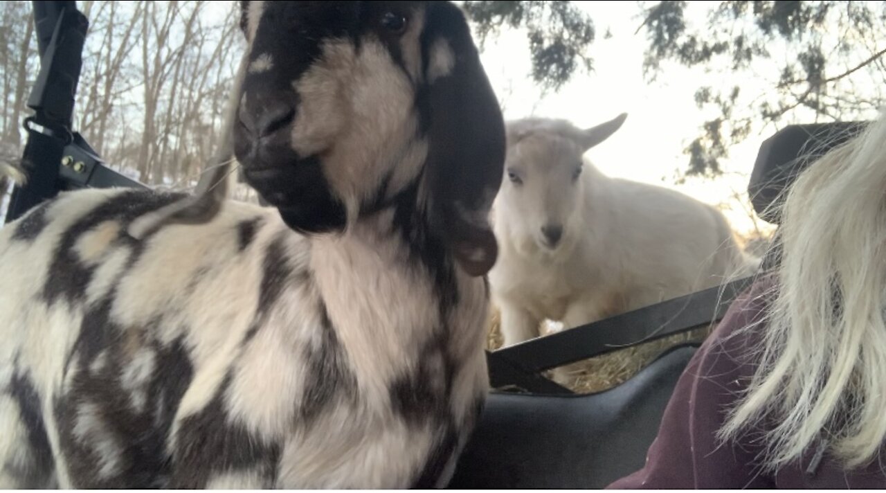 Junior and Cash Get a Ride to the Pasture