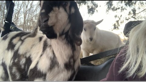 Junior and Cash Get a Ride to the Pasture