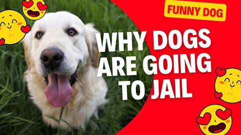 Why Dogs Are Going To Jail