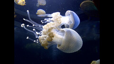 The Strange But Incredible Immortal Jellyfish