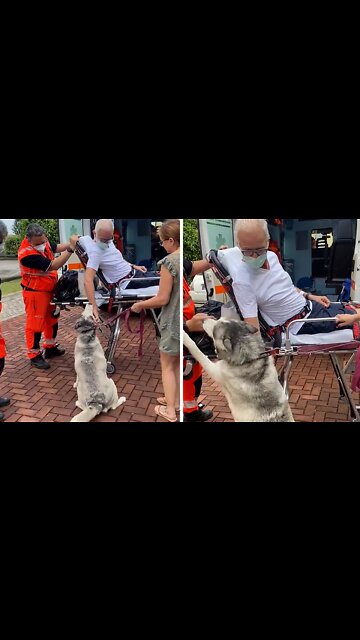 Ecstatic Pup Reunited With Owner After 3 Weeks Apart