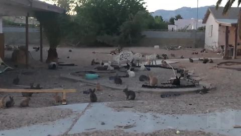 Las Vegas neighborhood taken over by bunnies