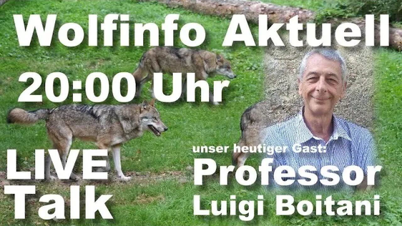 Wolfinfo Aktuell LIVE TALK 8 ( Professor Luigi Boitani )