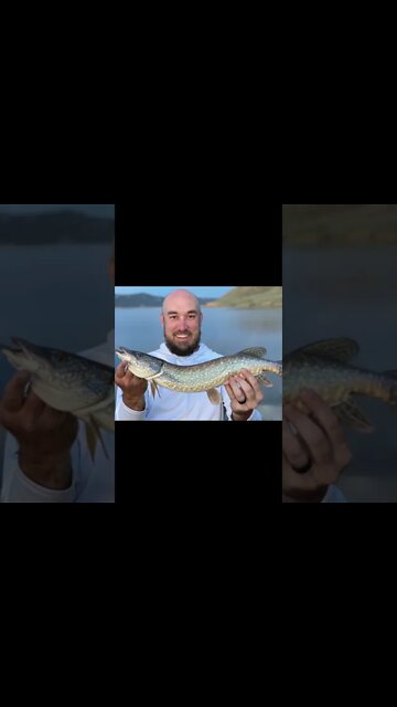 Colorado fly fishing the DREAM STREAM for pike!