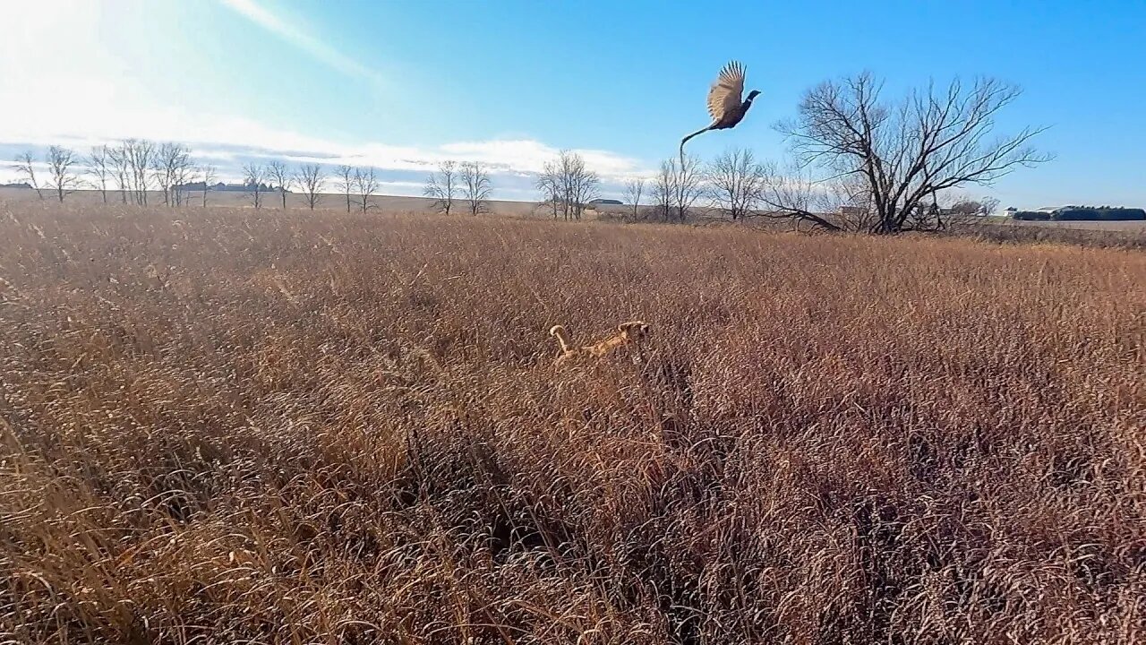 Sunday Morning Pheasant Hunt - Catch Clean Cook