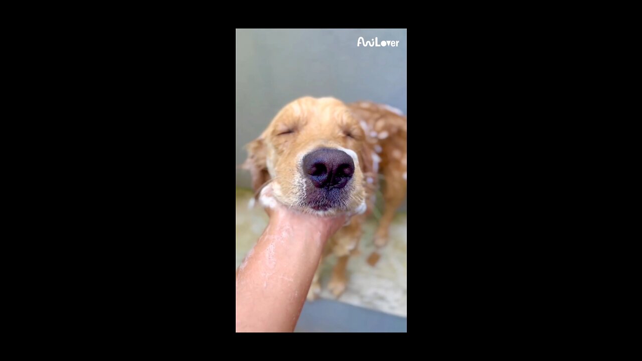 Golden retriever bathing