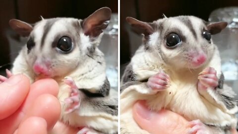 Sugar gliders playing and having a good time