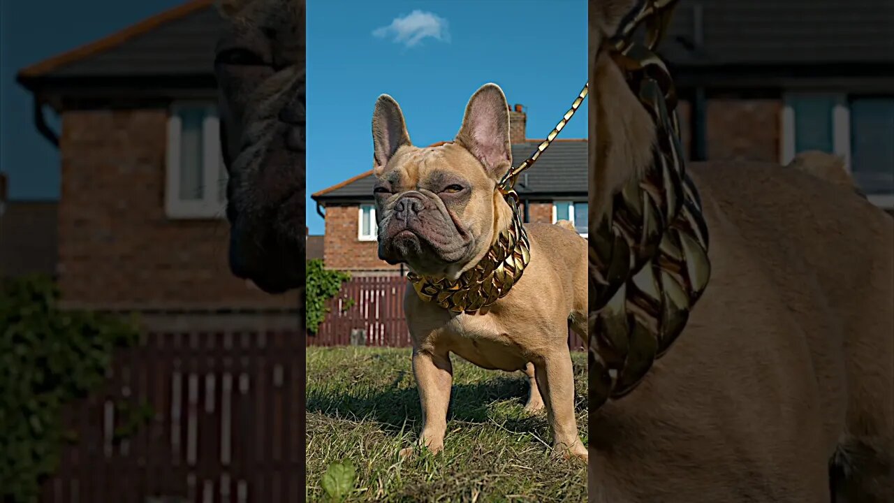 FRENCH BULLDOG READY FOR BREEDING LIVERPOOL UNITED KINGDOM 3 @ant_shotit @alpha_dog_co LUMIX GH6