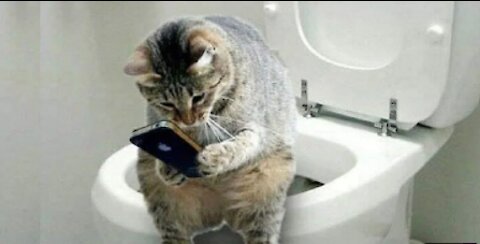 Cute Pets And Funny Animals (Try not to laugh)