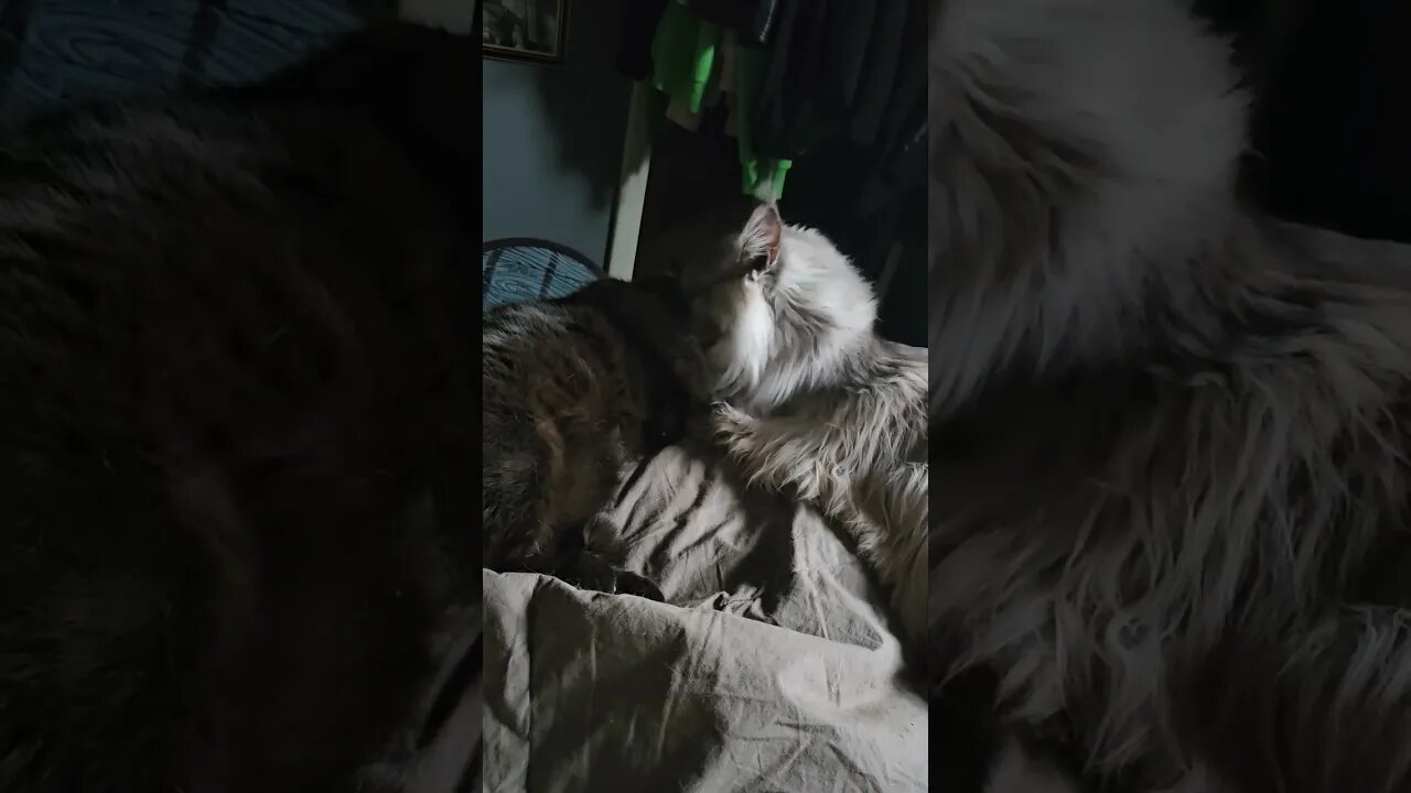 Freki giving his girlfriend (Skadi) a bath.