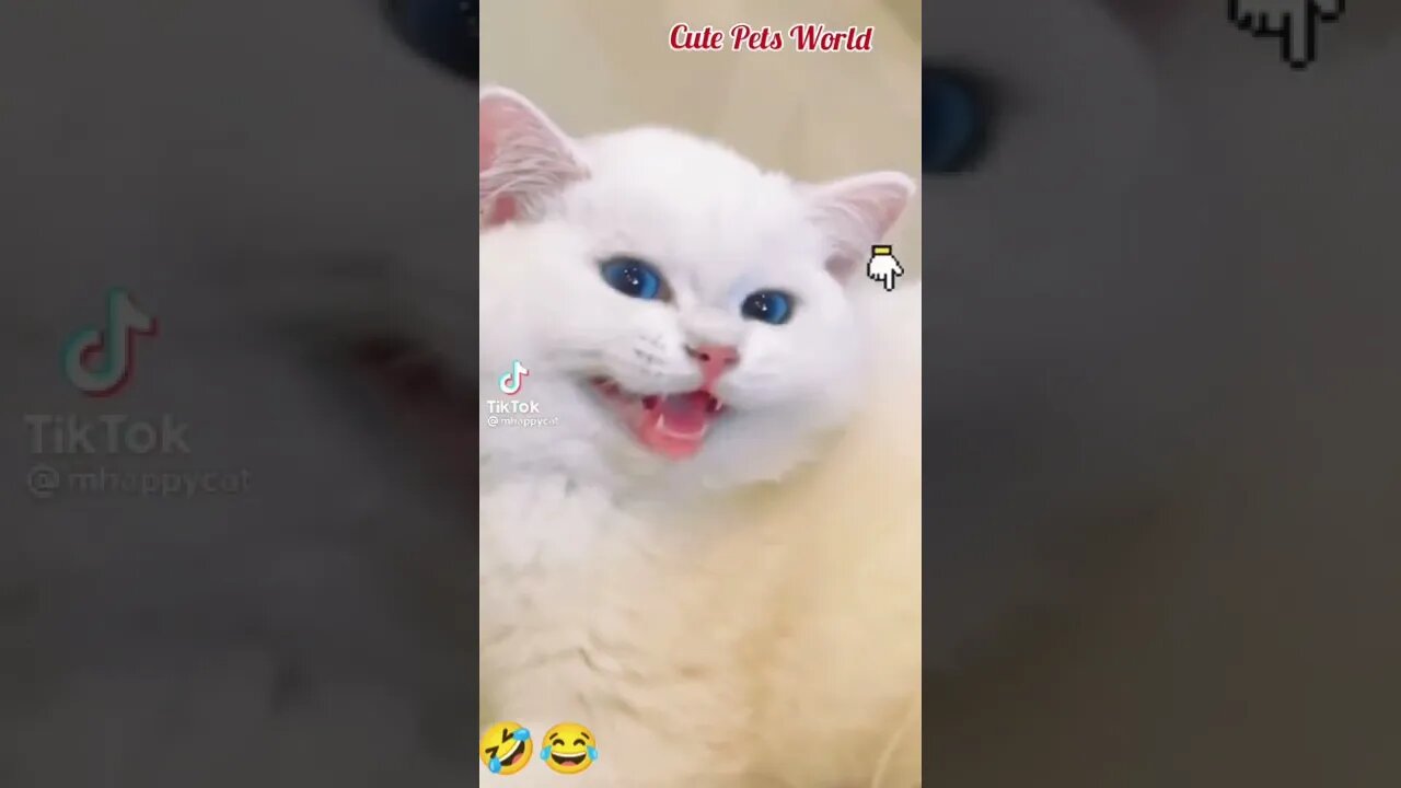 OMG cats doing funny things 😂 cats meowing #funny #tiktok #shorts