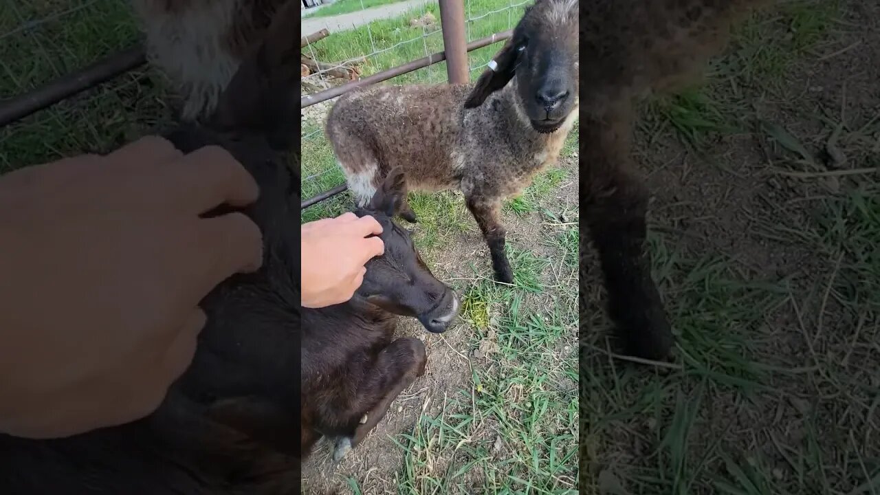 unexpected best friends #shearing #sheephusbandry #sheep #lambing #sheepfarming #ranchlife #cow