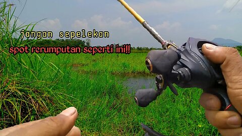 Casting Ikan Gabus di Spot Rumput || Strategi Jitu untuk Mendapatkan strike